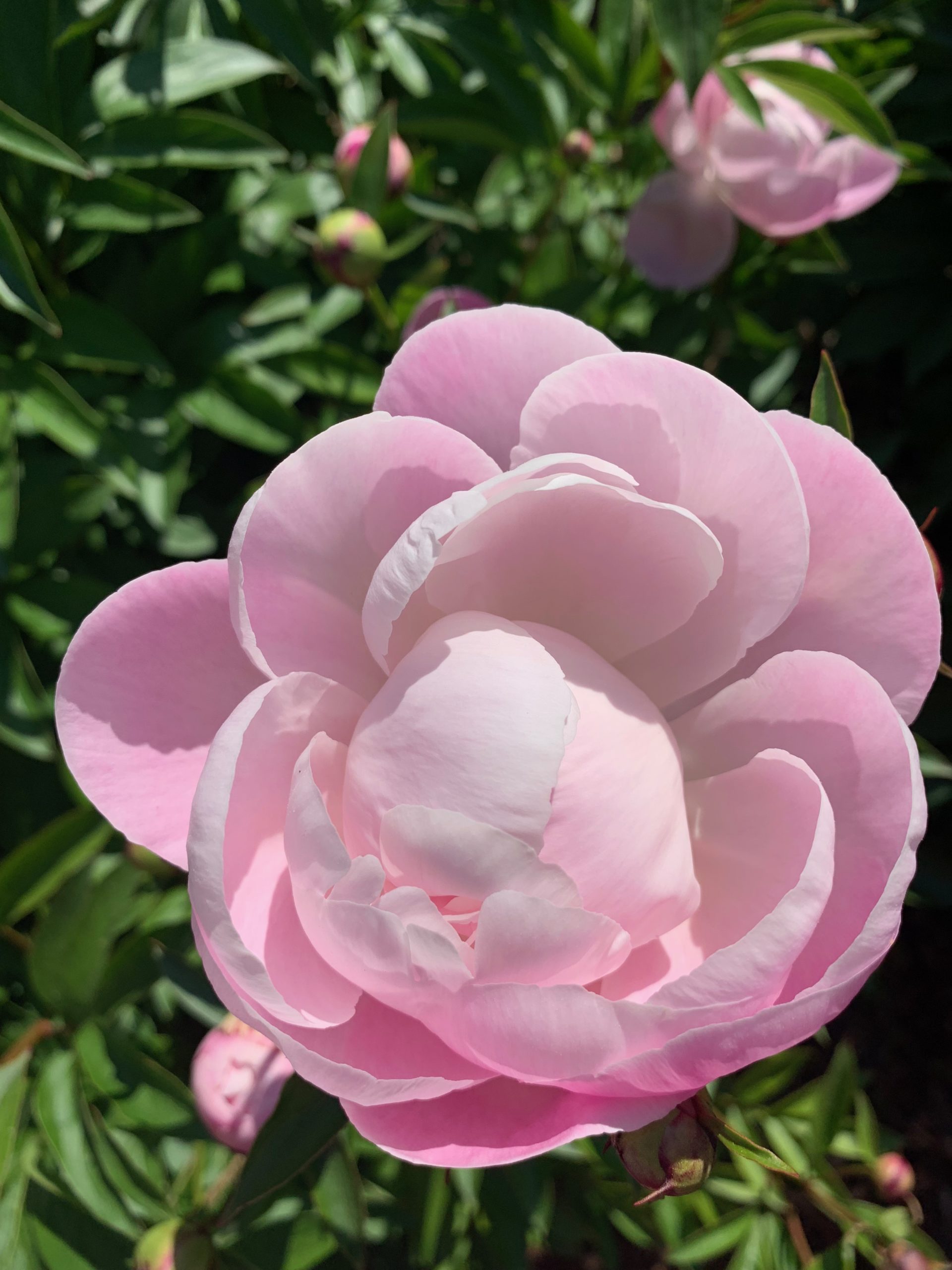 Peony from Ann Arbor