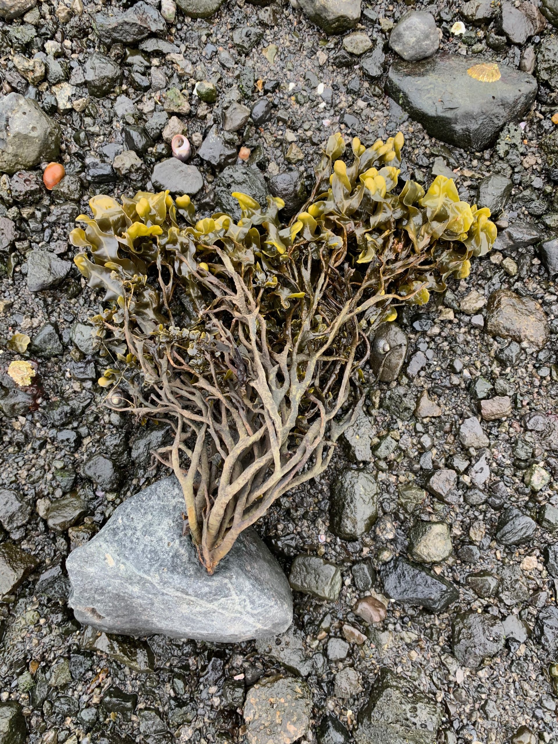 Seaweed and rocks