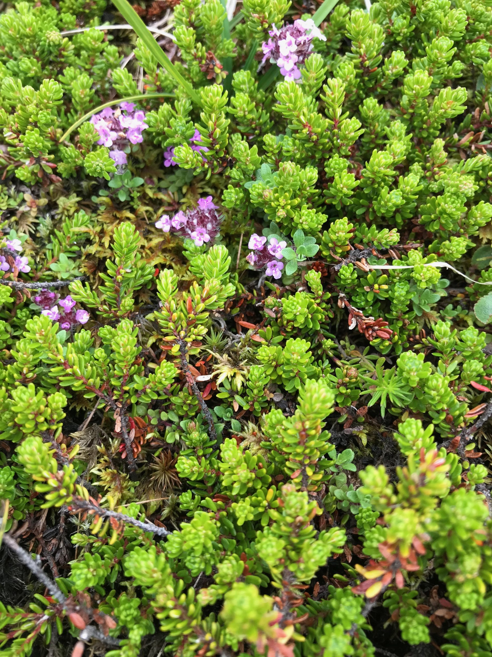 Crowberries